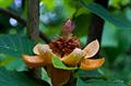 Magnolia